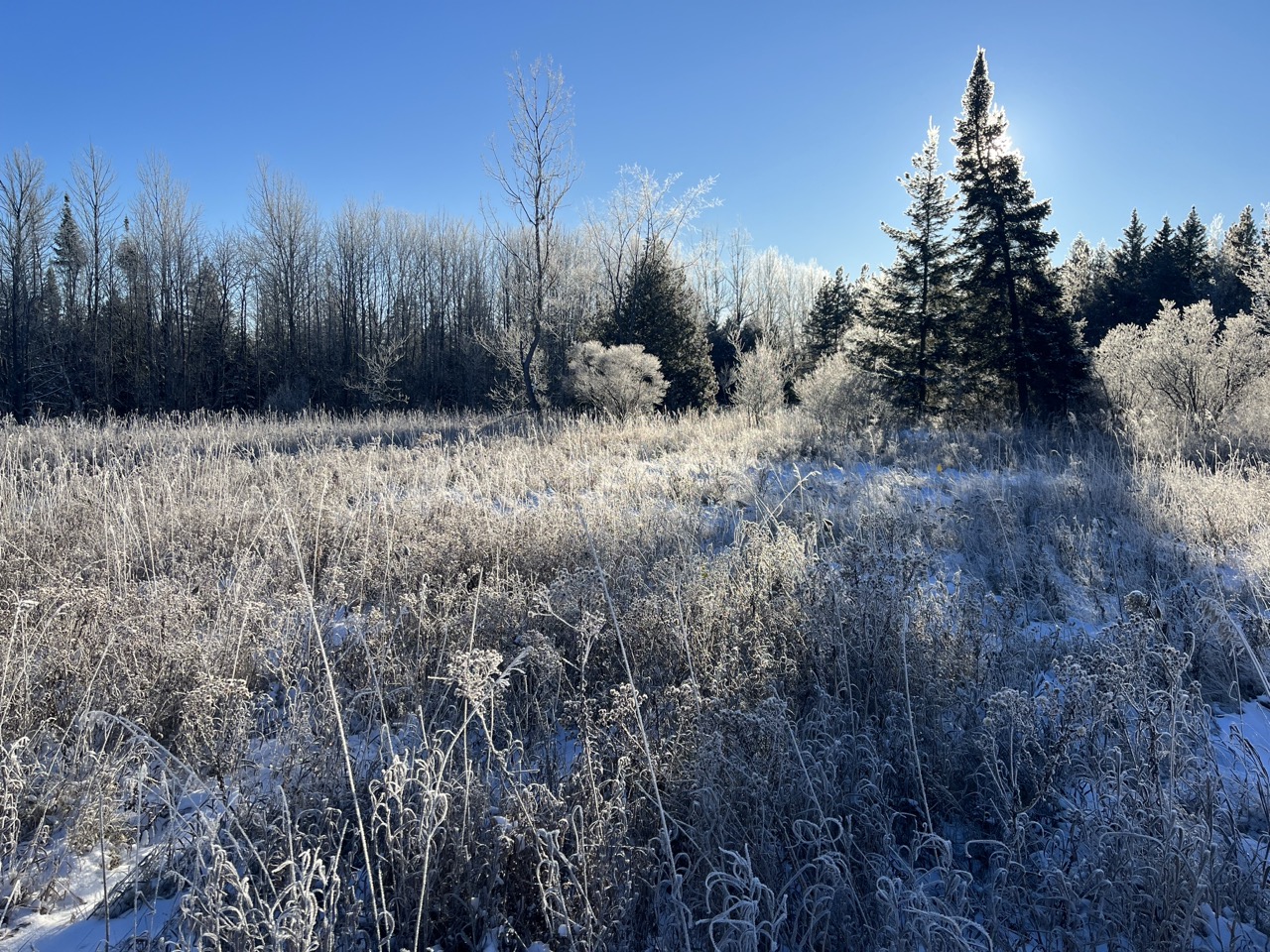 Frosty winter morning meadow